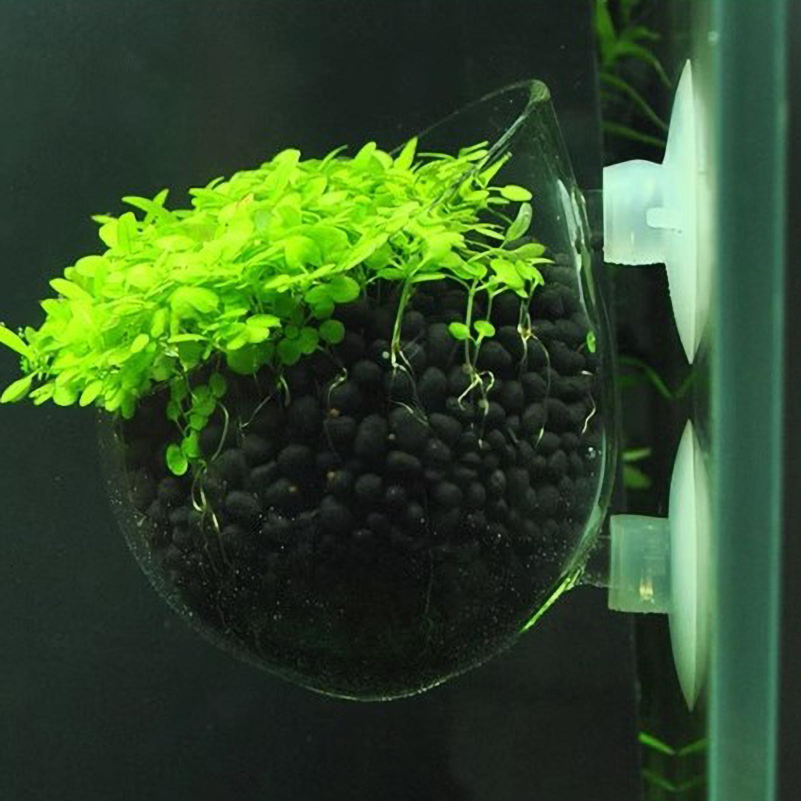 Aquarium Plant Holder Glass Aq - огляд і ціна Planted Aquarium Aquascape