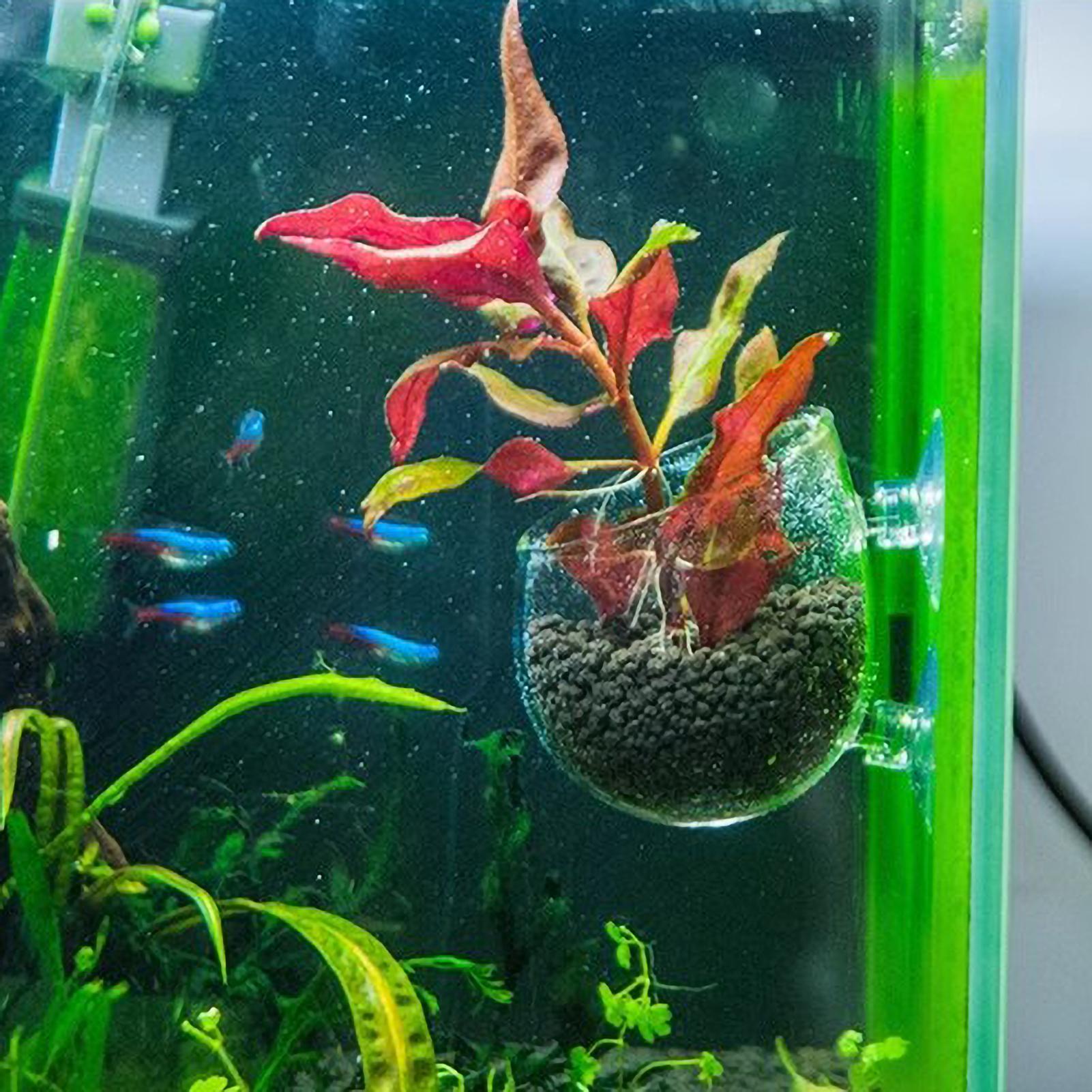 Aquarium Plant Holder Glass Aq - огляд і ціна Planted Aquarium Aquascape