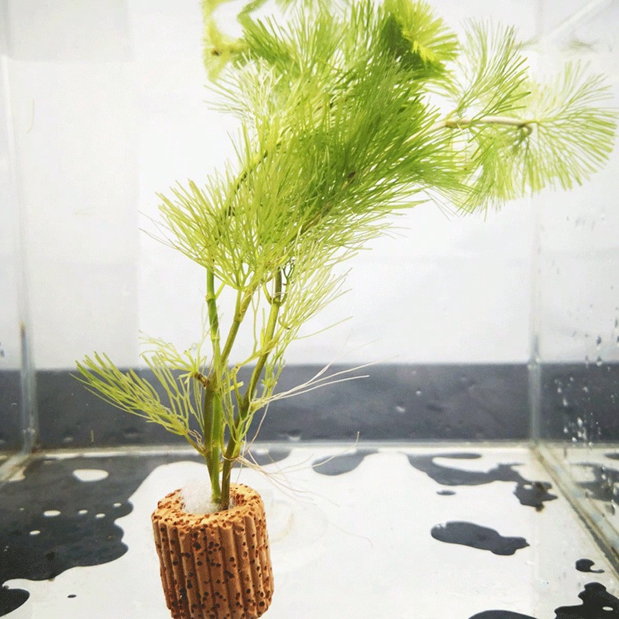 High   Quality Aquarium Plant  - огляд і ціна Planted Aquarium Aquascape