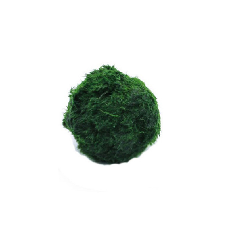 Marimo Moss Balls Live Aquariu - огляд і ціна Planted Aquarium Aquascape