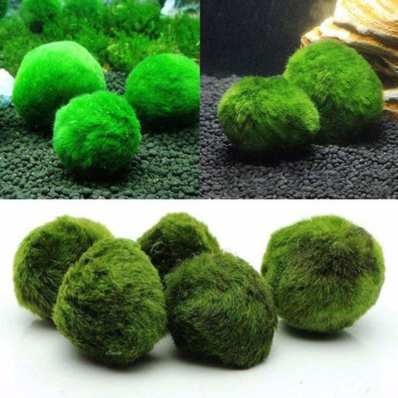 Marimo Moss Balls Live Aquariu - огляд і ціна Planted Aquarium Aquascape