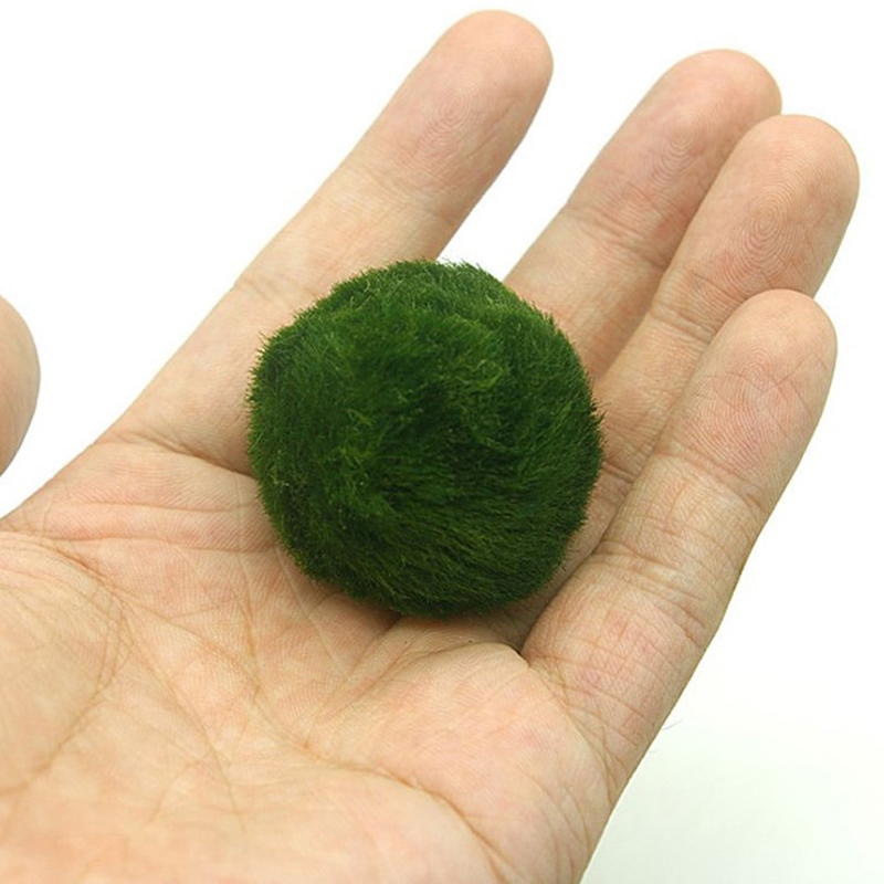 Marimo Moss Balls Live Aquariu - огляд і ціна Planted Aquarium Aquascape