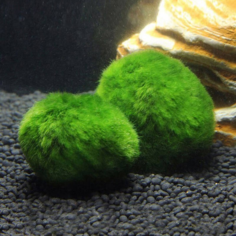 Marimo Moss Balls Live Aquariu - огляд і ціна Planted Aquarium Aquascape
