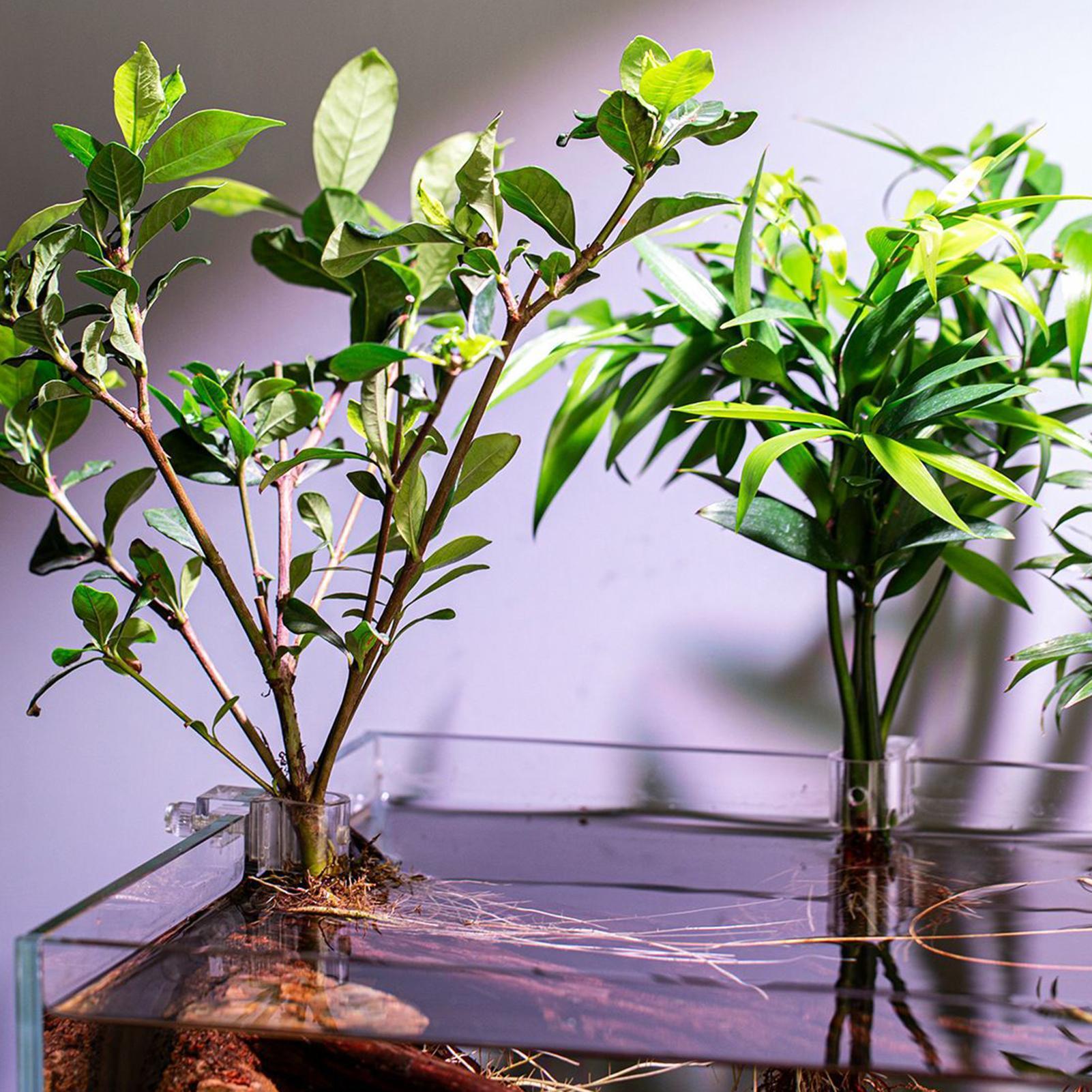 6pcs Aquarium Plant Holders Cl - огляд і ціна Planted Aquarium Materials