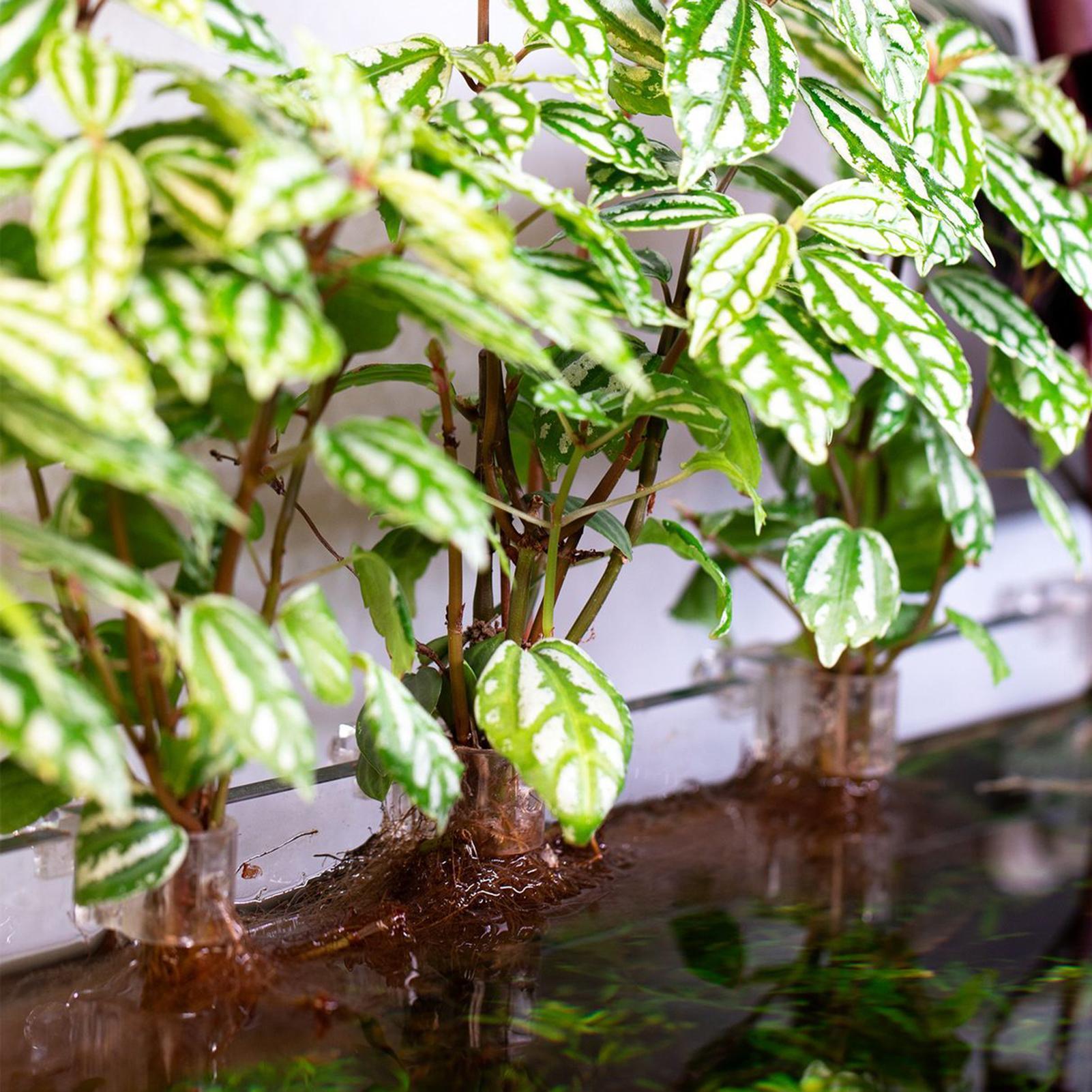 6pcs Aquarium Plant Holders Cl - огляд і ціна Planted Aquarium Materials