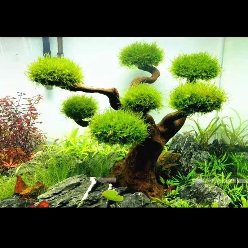 Aquarium Driftwood Landscaping - огляд і ціна Aquarium Plant Root Tabs