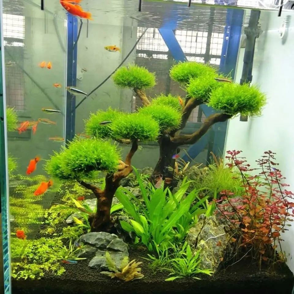 Aquarium Driftwood Landscaping - огляд і ціна Aquarium Plant Root Tabs